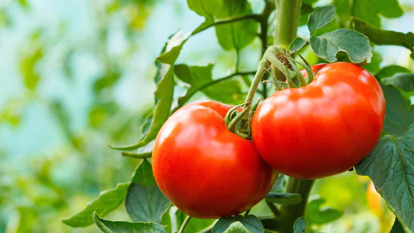 Tomato price hike: 5 Indian recipes without tomato