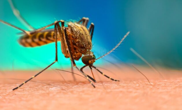 Common dengue myths you should be aware of