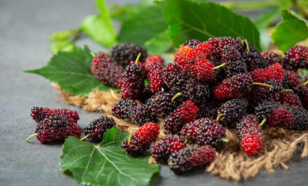 Mulberry for hair growth: 4 ways to use it