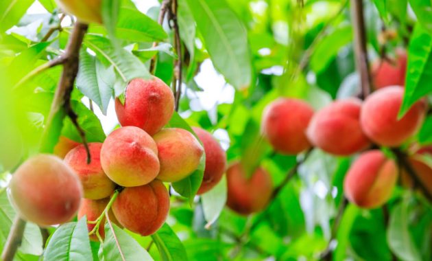 9 health benefits of peaches