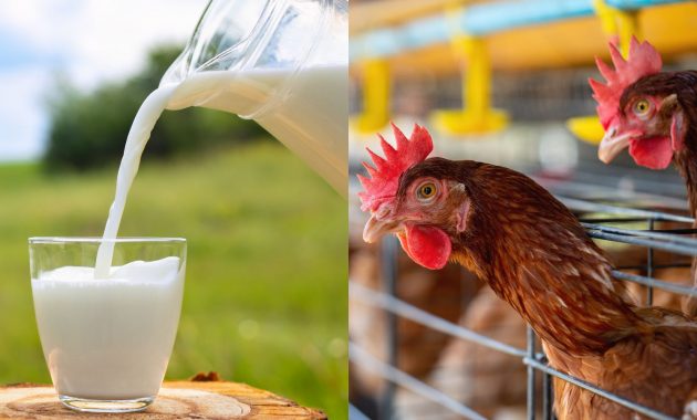 H5N1 bird flu outbreak: Can you eat milk, eggs and chicken?