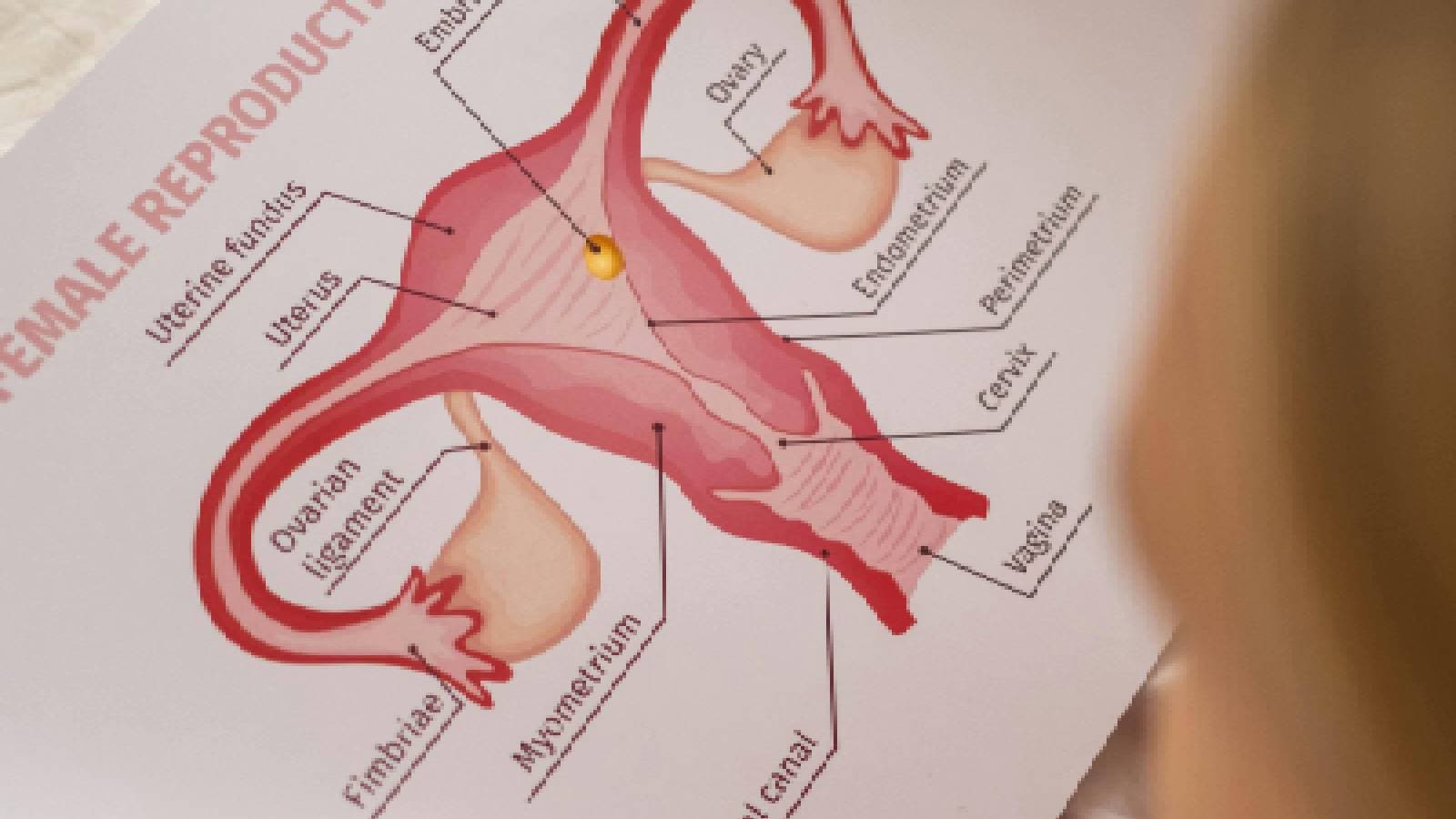 Low estrogen levels: Signs, Symptoms, Diagnosis, Treatment