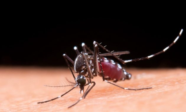 5 dengue side effects on brain