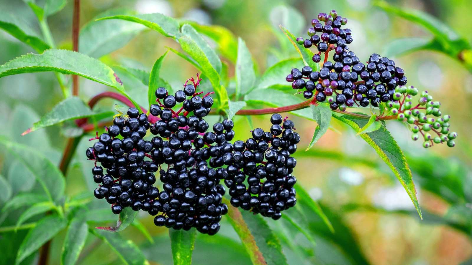 7 elderberry benefits that boost your overall wellbeing