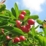 Karonda fruit: Know how it helps diabetics