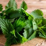 Stinging nettle benefits: Advantages and side effects