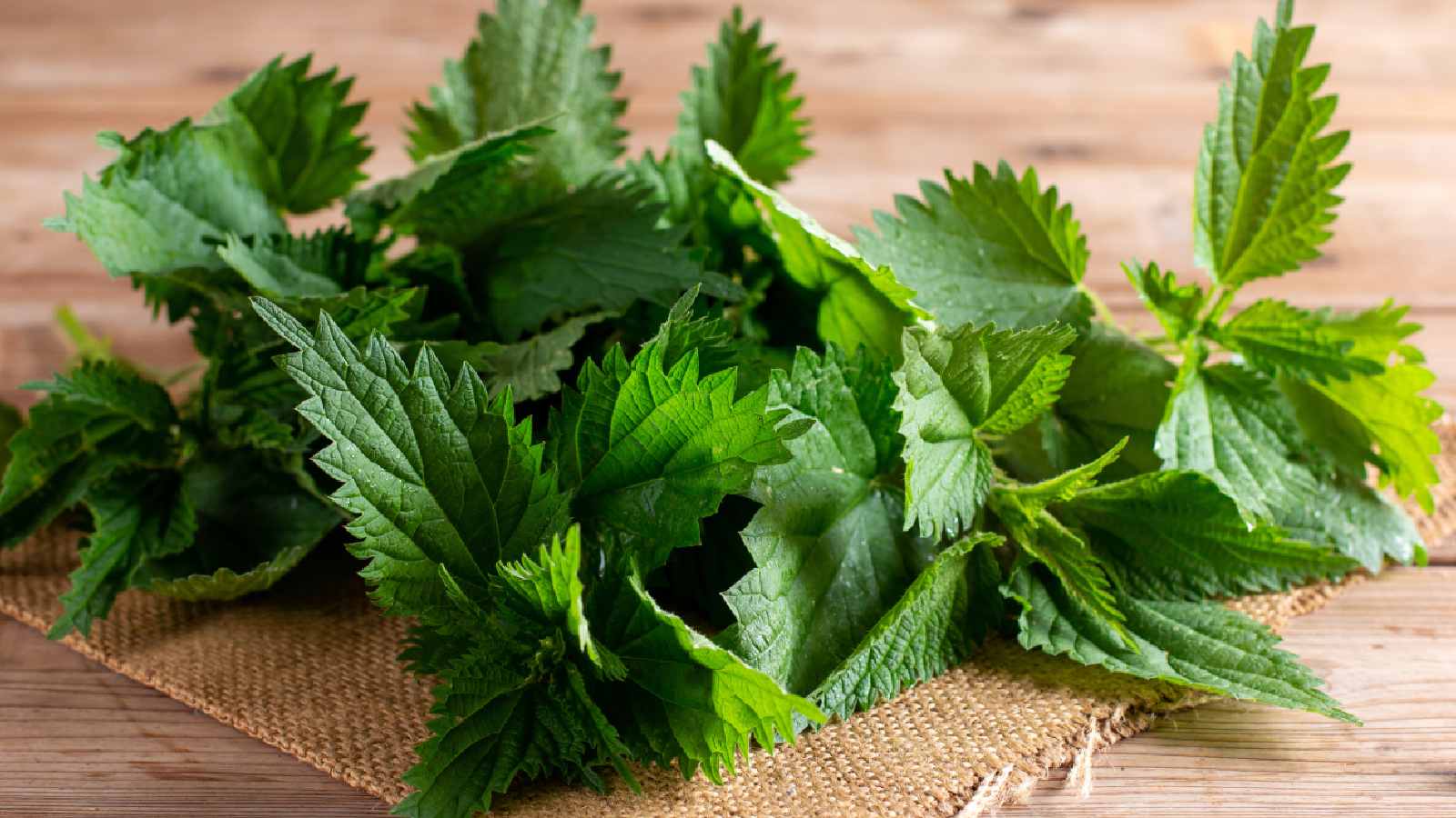 Stinging nettle benefits: Advantages and side effects