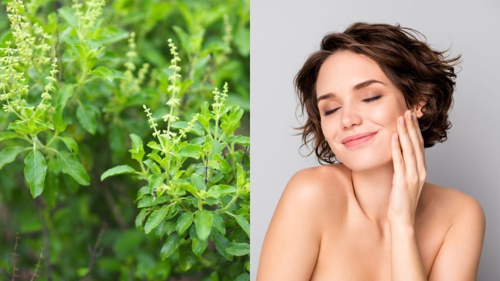 Tulsi for skin: 5 easy ways to get glass-like natural glow