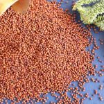 5 ragi benefits for period pain and how to eat it